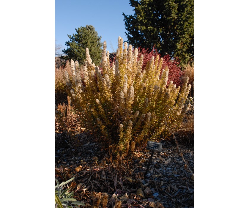 Wichita Mountain Goldenrod
